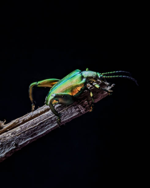 istock Unique green insect on black background 1389842581