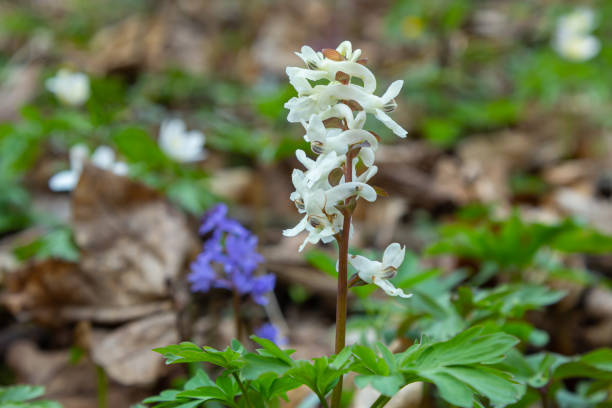 istock Hollow-root, Corydalis cava, blooming on the forest floor in a park during spring 1389842708