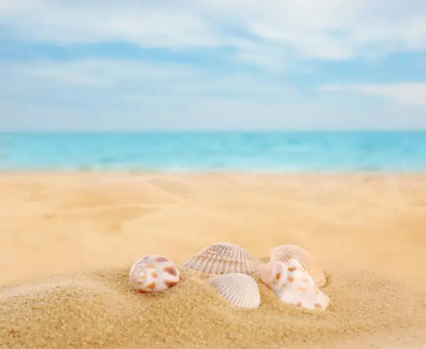 Beautiful exotic sea shells on sandy beach