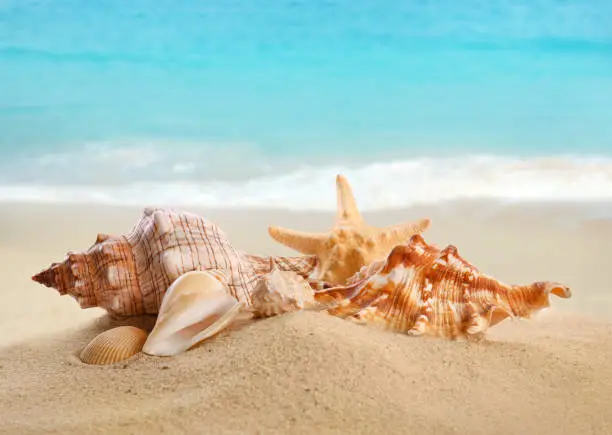 Beautiful exotic sea shells on sandy beach
