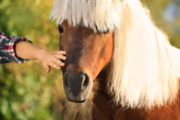 istock Little child stroking cute pony outdoors on sunny day, closeup 1389843597