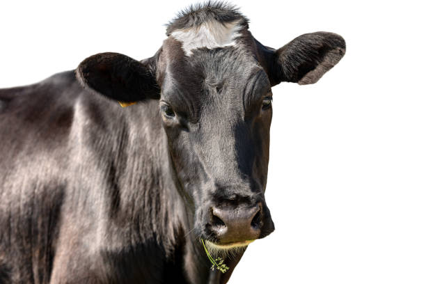 istock Black and White Head of Cow Isolated on White Background 1389843784