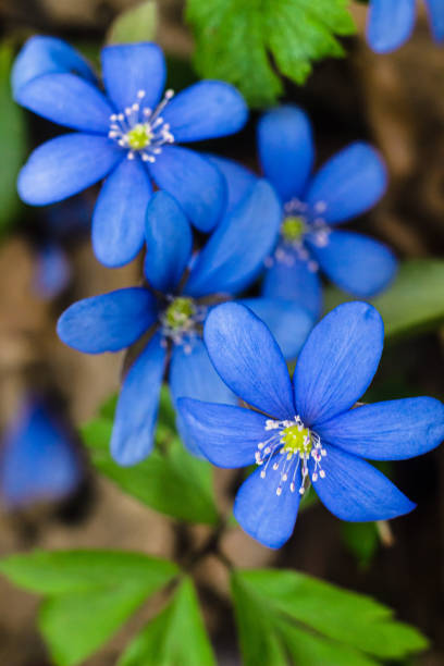 violet liverwort flowers in the forest close up. spring blooming flowers sprouted from autumn dry leaves. blossoming flowers in european forest. - bluebell bildbanksfoton och bilder