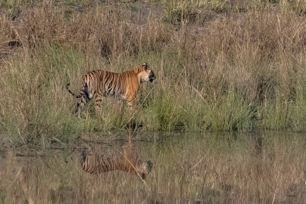 istock A tiger walking near a lake in India 1389844264