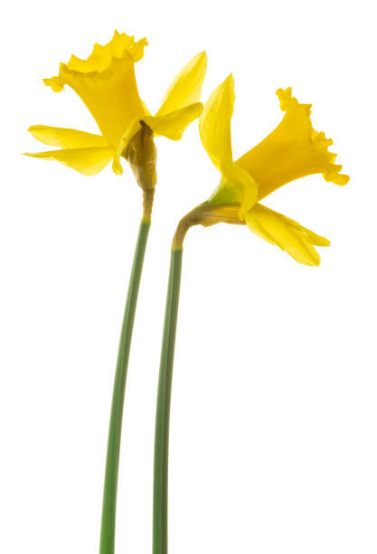istock Two yellow Narcissus (Daffodil, Narcissus, Amaryllidaceae), isolated on white background including clipping path. 1389844386