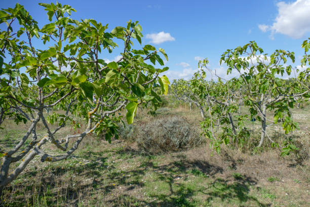 Fig plantation stock photo
