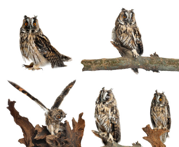 istock Collage with photos of beautiful eagle owl on white background 1389845428