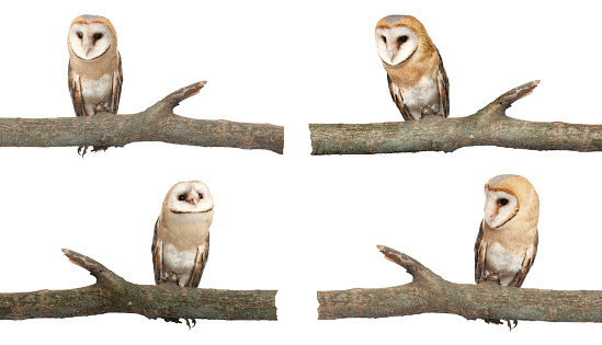 Collage with photos of beautiful barn owl on white background