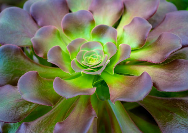 istock Houseleek closeup 1389845522