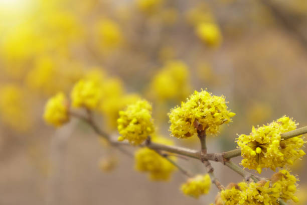 Dogwood or european cornel tree branches springtime in bloom, Cornelian cherry with yellow flowers in sunlight. Selective focus with copy space.