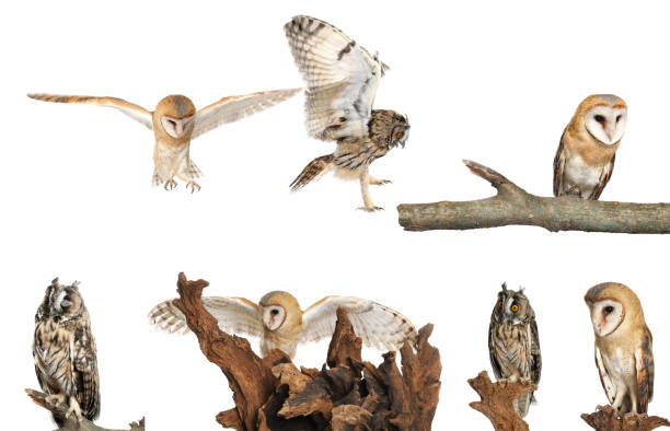 istock Collage with photos of beautiful eagle and barn owls on white background 1389845701