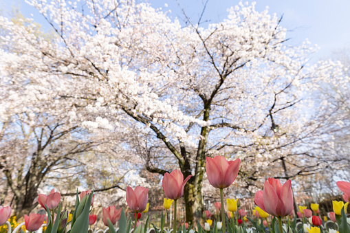 Flower beds with tulips in full bloom and cherry blossoms beginning to fall