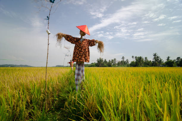 Scarecrows wear Malays traditional costume protect in paddy field