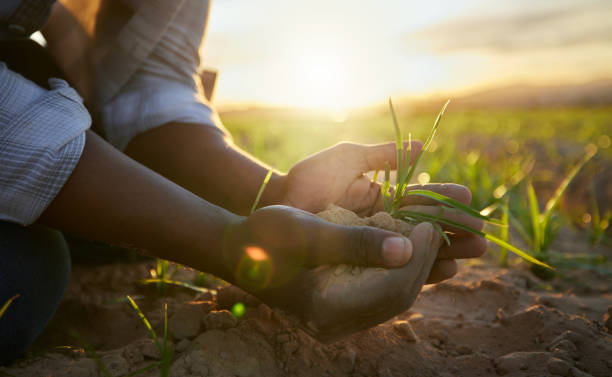 foto recortada de un agricultor sosteniendo tierra - plant food agriculture growth fotografías e imágenes de stock