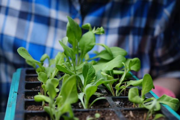 istock Caring seedlings at home 1389849910