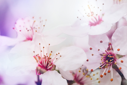Spring background with cherry fruit blossoms.