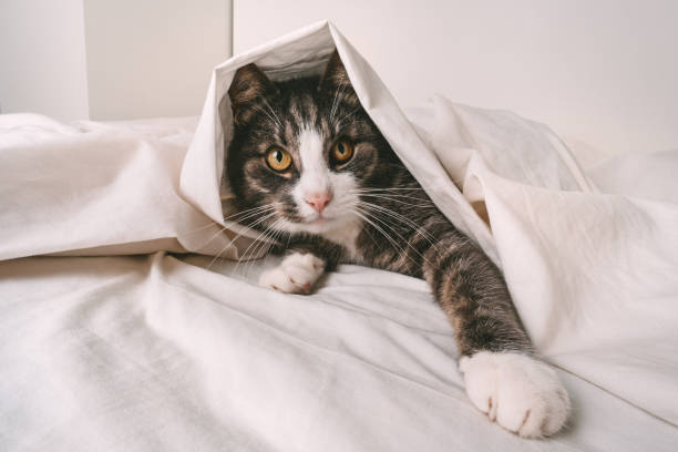 istock Funny playful tabby cat under white sheet in bed 1389851332