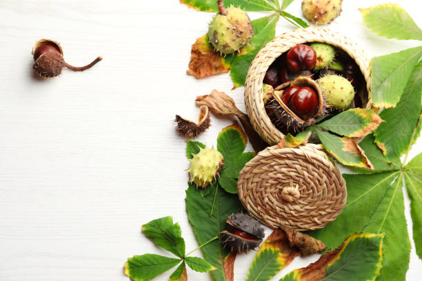 istock Horse chestnuts and wicker basket on white wooden table, flat lay. Space for text 1389851538