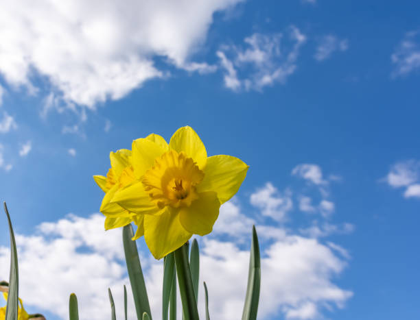 istock an easter bell flower with a view from below into the blue sky 1389852530