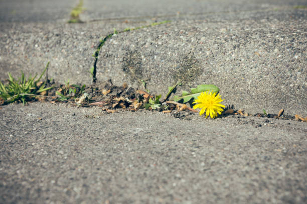 istock single dandelion at the curb 1389852568