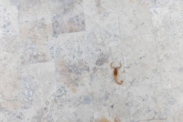 kleiner toter skorpion auf einem steinboden. - skorpion spinnentier stock-fotos und bilder