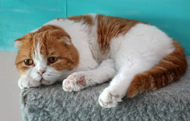 istock Cute cat with orange eyes lying on grey textile at home. 1389852843