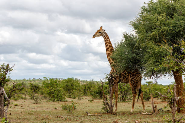 istock Giraffe in Mashatu Game Reserve 1389853841
