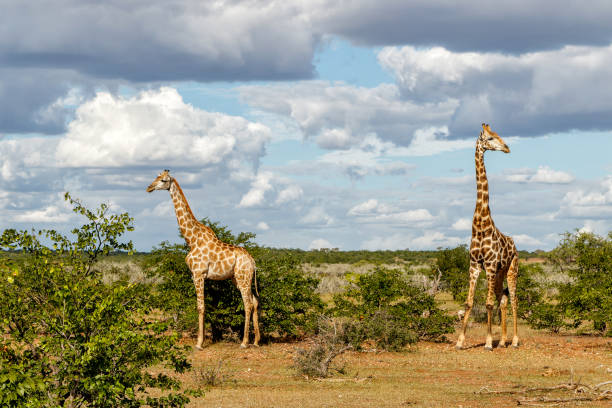 istock Giraffe in Mashatu Game Reserve 1389853880
