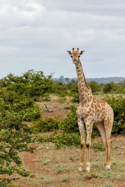 istock Giraffe in Mashatu Game Reserve 1389853884