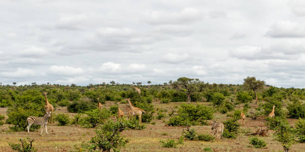 жираф в заповеднике машату - mashatu game reserve стоковые фото и изображения