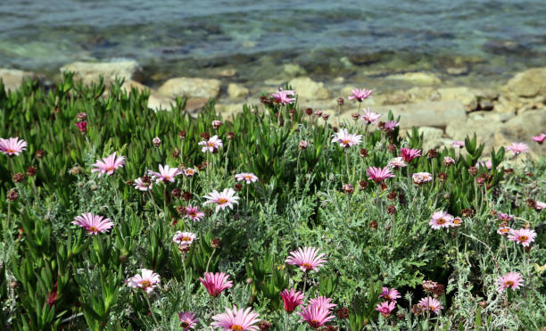 istock Flowers and sea. 1389854270