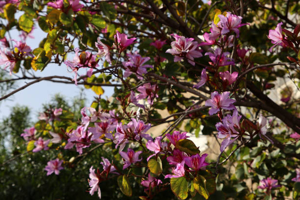 Blossoming branch close up Blossoming tree close up photo. Beautiful pink petals on tree branches. Nature of Middle East. indian hawthorn stock pictures, royalty-free photos & images