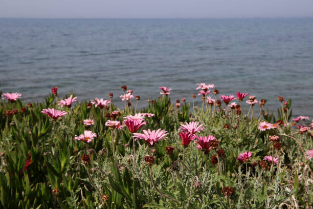 istock Flowers and sea. 1389854384