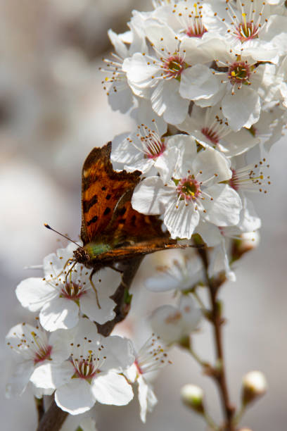 istock large colored butterfly on blooming spring branches with white flowers on a blurred background 1389855008