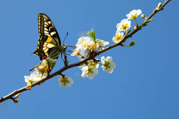 istock large colored butterfly on blooming spring branches with white flowers on a blurred background 1389855046