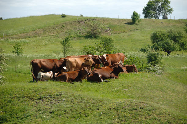 istock A group of cows and green grass 1389855172