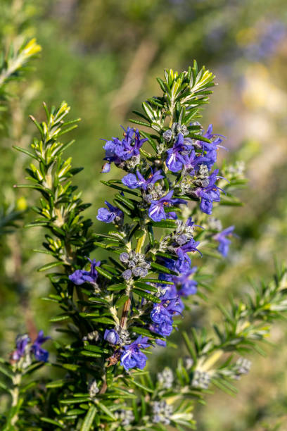 istock Rosemary 'Sissinghurst Blue' 1389855217