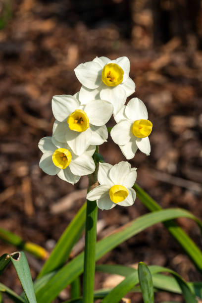 narciso 'avalancha' - daffodil winter narcissus yellow single flower fotografías e imágenes de stock