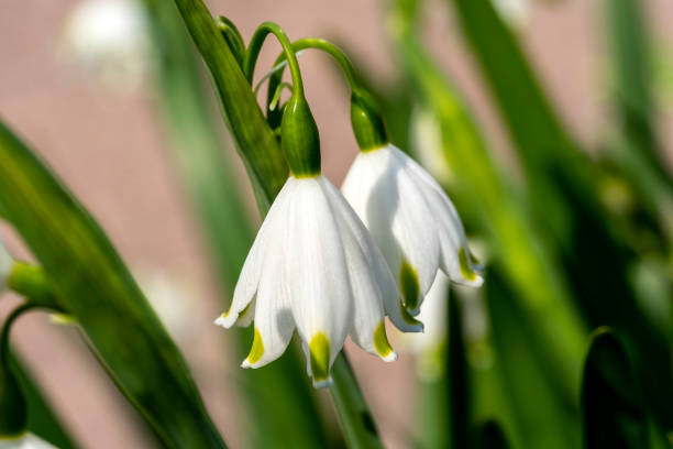 istock Leucojum aestivum 'Gravetye Giant' 1389855236