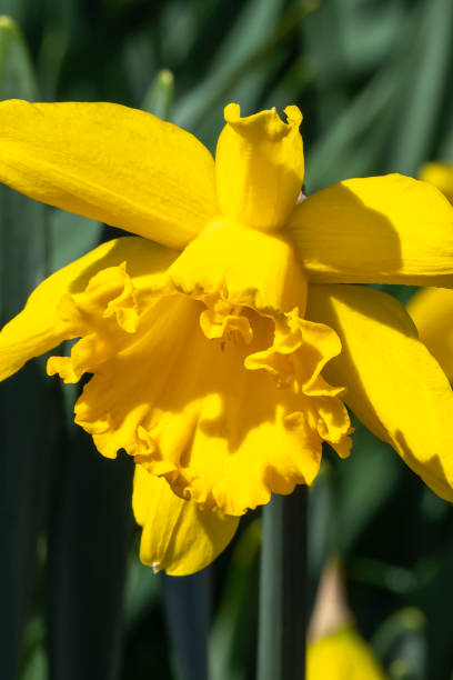 narciso 'mando' - daffodil winter narcissus yellow single flower fotografías e imágenes de stock