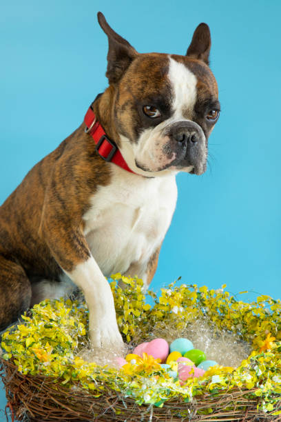 istock Funny Boston terrier congratulates on Easter with colored eggs on a blue background 1389855357