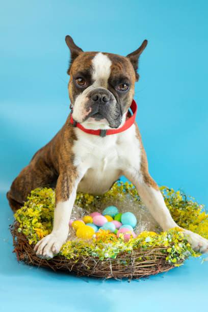 istock Funny Boston terrier congratulates on Easter with colored eggs on a blue background 1389855630