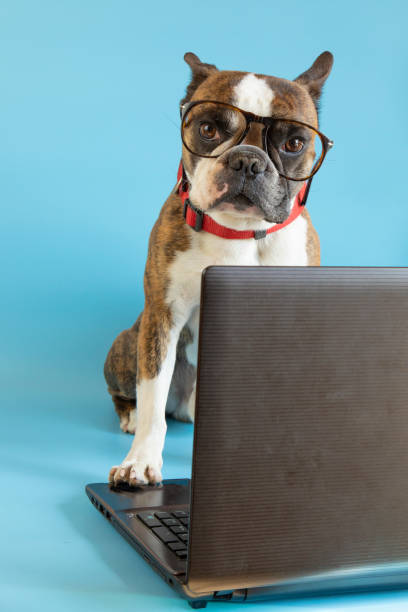 istock Funny Boston terrier with glasses at a laptop on a blue background 1389855943