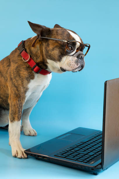 istock Funny Boston terrier with glasses at a laptop on a blue background 1389856743