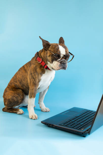 istock Funny Boston terrier with glasses at a laptop on a blue background 1389856744