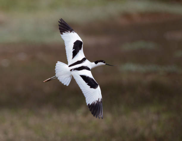 istock Clear Identification Shot of an Avocet (recurvirostra avosetta) in Flight Showing Distinctive Plumage Pattern. 1389856854