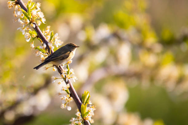 Willow warbler bird on flowering branch in spring