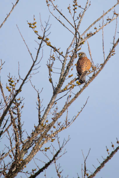 istock Kestrel on a tree branch waiting for its prey against a blue sky 1389858450