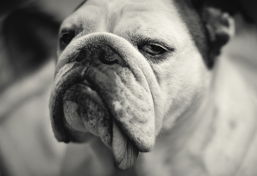 Extremely disappointed English Bulldog disapproves of everything.