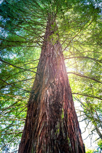 Giant American Redwood Tree trunk view at Hogsback Arboretum, Eastern Cape, South Africa.